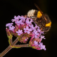 Macro of a bumble bee on a verbena flower