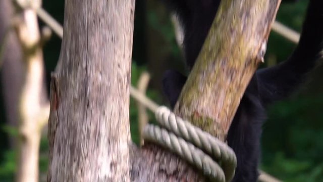 black colored javan lutung walking over a rope, vulnerable animal specie from the Java island of indonesia