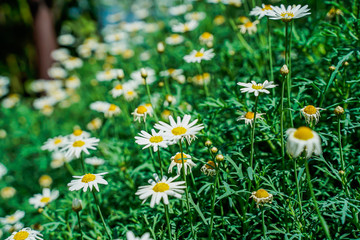Fototapeta premium oxeye dais, morning light, bright colors, close-up