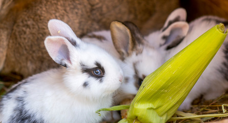 small cuddly plush easter rabbit on my farm