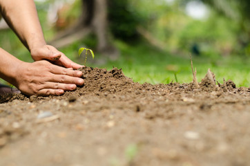 Man hands planting young tree in the garden, Eco concept.
