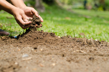 Man hands planting young tree in the garden, Eco concept.
