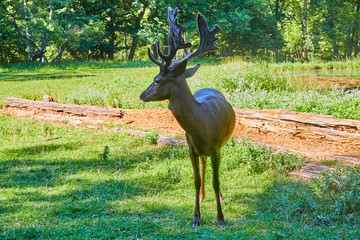 Young curious fallow deer on the forest glade.