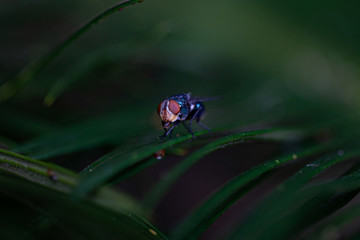 colorful insects with the green background
