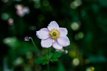 White flower, morning light, bright colors, close-up