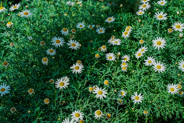 oxeye dais, morning light, bright colors, close-up