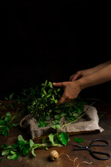 Woman holding heap of freshly cut mint on dark background. Low key image, vertical orientation, with copy space
