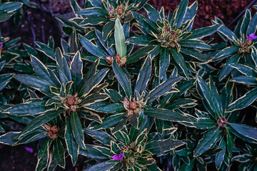 Green leaf background background, natural background and wallpaper in the flower dome Singapore.