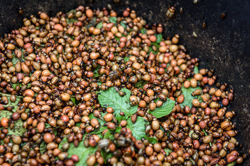 Heap of colorado potato beetle.