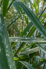 Fototapeta premium Mindelsee - Süddeutschland