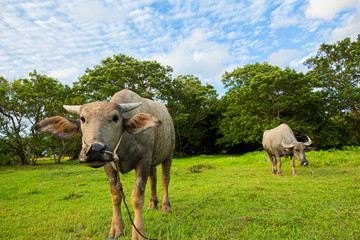 Thai buffalo is grown in bright green fields, at Phuket, Thailand.
