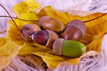 Autumn theme with acorns on yellow leaf