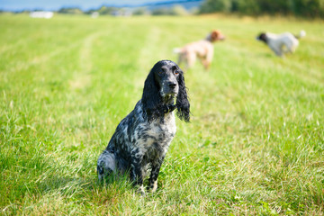 Fototapeta premium Three dogs are playing on a field in a countryside.