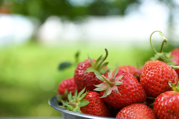  Strawberries in a bowl on a wooden table, outdoors on a green blurred background of leaves and trees