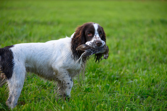 One male spaniel is standing in a field and holding the Eurasian woodcock (Scolopax rusticola) in its mouth.