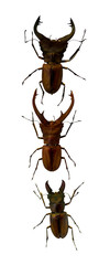 stag-beetle isolated on a white background