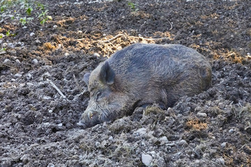 Old boar while dozing in the park