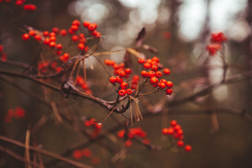 Autumn forest landscape with dark branches. nobody.