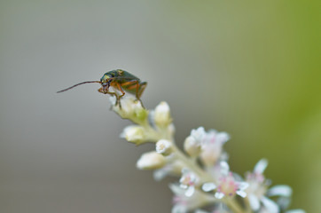 Insect on flower