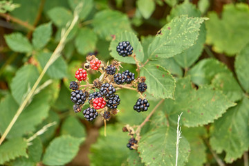 Wild Blackberries In A Green Environment On a Sunny Day