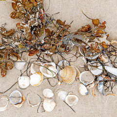 Muscheln und Seetang am Strand von Amrum © Jürgen Fälchle
