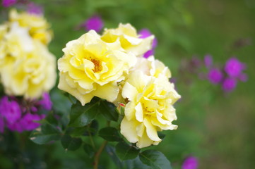 Summer flower. The flowers are bright. The buds are beautiful