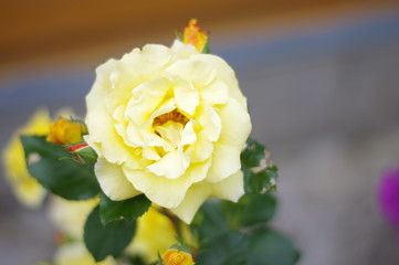 Summer flower. The flowers are bright. The buds are beautiful