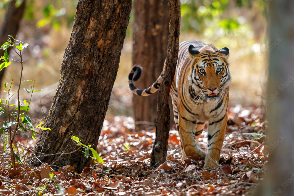 Sticker Tiger in the forest of Bandhavgarh National Park in India