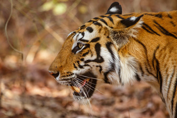 Tiger in the forest of Bandhavgarh National Park in India