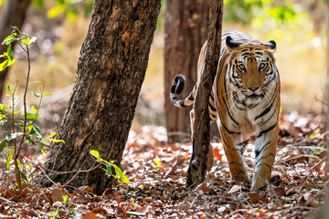 Tiger in the forest of Bandhavgarh National Park in India