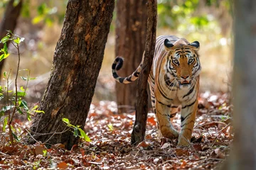 Schilderijen op glas Tiger in the forest of Bandhavgarh National Park in India © henk bogaard