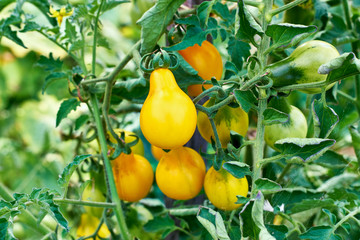 Yellow Teardrop Tomato Ready To Be Be Harvested
