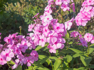 Summer flower. The flowers are bright. The buds are beautiful