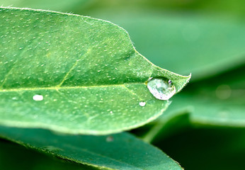 A drop of water on the grass