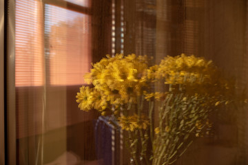 bouquet of yellow chrysanthemums on the window of balcony, reflection in the window