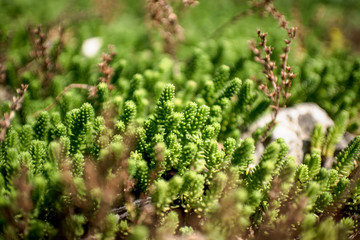 close up of plant life