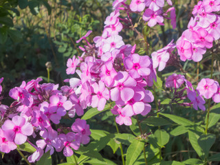 Summer flower. The flowers are bright. The buds are beautiful