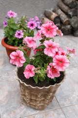 Petunia in the flowerpots on the porch