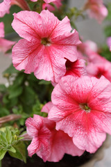 Petunia in the flowerpots on the porch