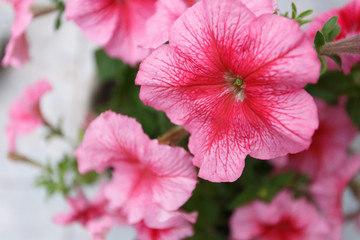 Petunia in the flowerpots on the porch, close