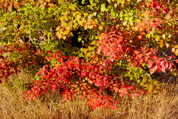 Autumn background. Cropped shot of a tree with colorful leaves. Nature, autumn, seasons concept.