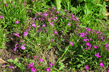 Many violet flowers of tradescantia in the garden