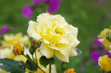 Summer flower. The flowers are bright. The buds are beautiful