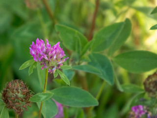 Summer flower. The flowers are bright. The buds are beautiful