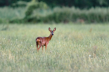 Roe deer standing in meadow with tall grass. Looking towards camera.