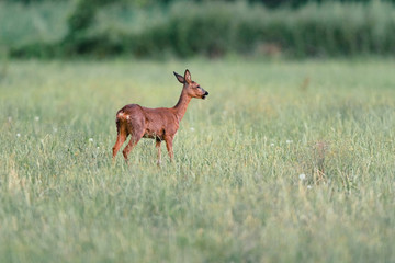 Roe deer standing in meadow with tall grass. Side view.