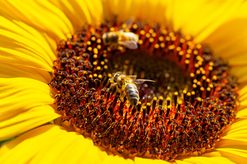 Bee on sunflower in the sunshine.