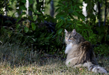 Naklejka na ściany i meble A beautiful norwegian forest cat sitting in dry grass in the evening light