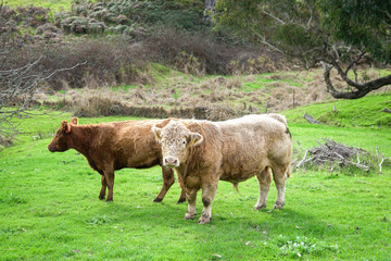 Cows at cattle farm in Australia
