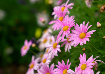 Obraz na płótnie Canvas Pink daisies in a garden with copy space